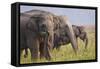 Indian Asian Elephants Displaying Grass, Corbett National Park, India-Jagdeep Rajput-Framed Stretched Canvas