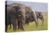 Indian Asian Elephants Displaying Grass, Corbett National Park, India-Jagdeep Rajput-Stretched Canvas