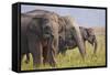 Indian Asian Elephants Displaying Grass, Corbett National Park, India-Jagdeep Rajput-Framed Stretched Canvas