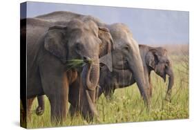 Indian Asian Elephants Displaying Grass, Corbett National Park, India-Jagdeep Rajput-Stretched Canvas