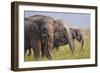 Indian Asian Elephants Displaying Grass, Corbett National Park, India-Jagdeep Rajput-Framed Photographic Print