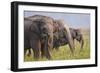 Indian Asian Elephants Displaying Grass, Corbett National Park, India-Jagdeep Rajput-Framed Photographic Print