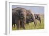 Indian Asian Elephants Displaying Grass, Corbett National Park, India-Jagdeep Rajput-Framed Photographic Print