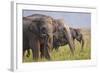 Indian Asian Elephants Displaying Grass, Corbett National Park, India-Jagdeep Rajput-Framed Photographic Print