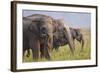 Indian Asian Elephants Displaying Grass, Corbett National Park, India-Jagdeep Rajput-Framed Photographic Print