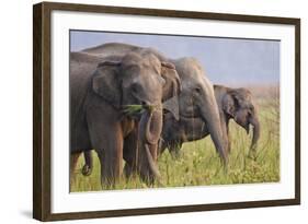 Indian Asian Elephants Displaying Grass, Corbett National Park, India-Jagdeep Rajput-Framed Photographic Print