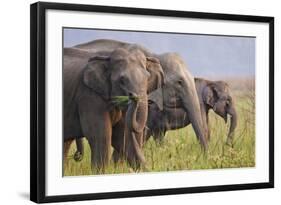 Indian Asian Elephants Displaying Grass, Corbett National Park, India-Jagdeep Rajput-Framed Photographic Print