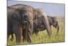 Indian Asian Elephants Displaying Grass, Corbett National Park, India-Jagdeep Rajput-Mounted Photographic Print