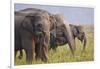 Indian Asian Elephants Displaying Grass, Corbett National Park, India-Jagdeep Rajput-Framed Photographic Print