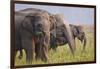 Indian Asian Elephants Displaying Grass, Corbett National Park, India-Jagdeep Rajput-Framed Photographic Print