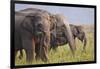 Indian Asian Elephants Displaying Grass, Corbett National Park, India-Jagdeep Rajput-Framed Photographic Print