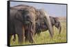 Indian Asian Elephants Displaying Grass, Corbett National Park, India-Jagdeep Rajput-Framed Stretched Canvas