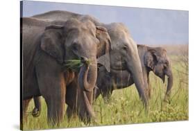 Indian Asian Elephants Displaying Grass, Corbett National Park, India-Jagdeep Rajput-Stretched Canvas