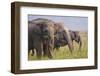 Indian Asian Elephants Displaying Grass, Corbett National Park, India-Jagdeep Rajput-Framed Premium Photographic Print