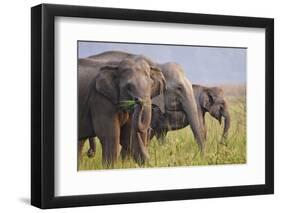 Indian Asian Elephants Displaying Grass, Corbett National Park, India-Jagdeep Rajput-Framed Premium Photographic Print