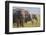 Indian Asian Elephants Displaying Grass, Corbett National Park, India-Jagdeep Rajput-Framed Premium Photographic Print