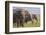 Indian Asian Elephants Displaying Grass, Corbett National Park, India-Jagdeep Rajput-Framed Photographic Print