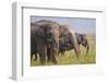 Indian Asian Elephants Displaying Grass, Corbett National Park, India-Jagdeep Rajput-Framed Photographic Print