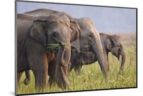 Indian Asian Elephants Displaying Grass, Corbett National Park, India-Jagdeep Rajput-Mounted Photographic Print