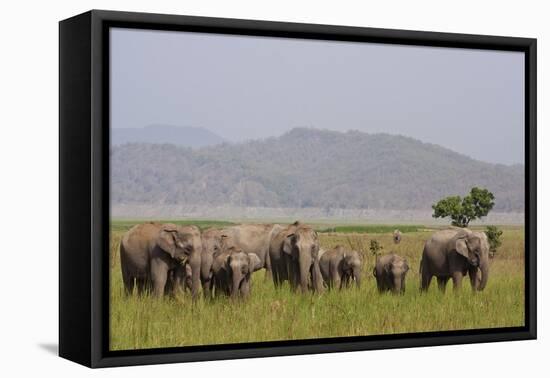 Indian Asian Elephants in the Savannah, Corbett National Park, India-Jagdeep Rajput-Framed Stretched Canvas