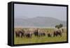 Indian Asian Elephants in the Savannah, Corbett National Park, India-Jagdeep Rajput-Framed Stretched Canvas