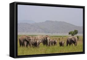 Indian Asian Elephants in the Savannah, Corbett National Park, India-Jagdeep Rajput-Framed Stretched Canvas