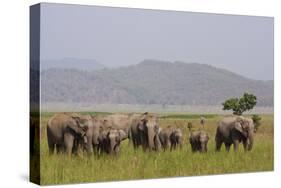 Indian Asian Elephants in the Savannah, Corbett National Park, India-Jagdeep Rajput-Stretched Canvas