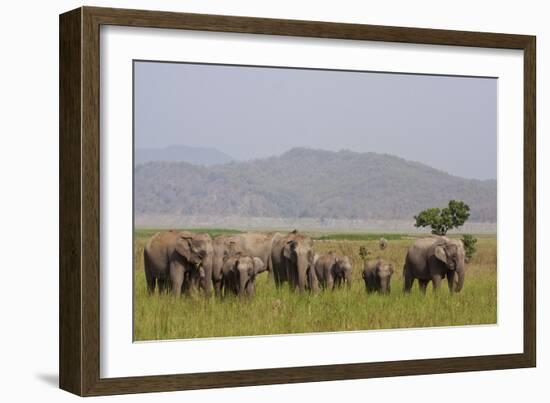 Indian Asian Elephants in the Savannah, Corbett National Park, India-Jagdeep Rajput-Framed Photographic Print