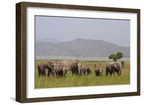 Indian Asian Elephants in the Savannah, Corbett National Park, India-Jagdeep Rajput-Framed Photographic Print