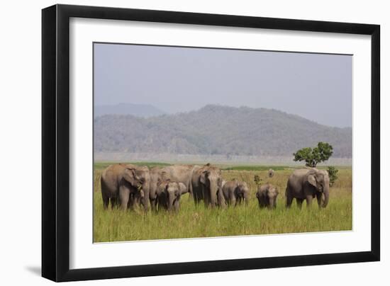 Indian Asian Elephants in the Savannah, Corbett National Park, India-Jagdeep Rajput-Framed Photographic Print