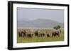 Indian Asian Elephants in the Savannah, Corbett National Park, India-Jagdeep Rajput-Framed Photographic Print