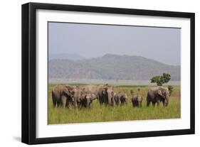 Indian Asian Elephants in the Savannah, Corbett National Park, India-Jagdeep Rajput-Framed Photographic Print