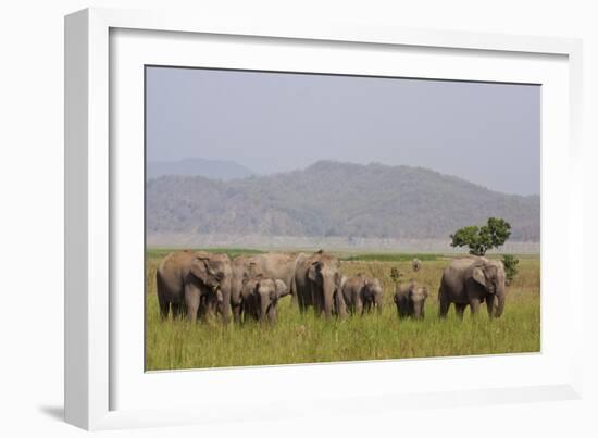 Indian Asian Elephants in the Savannah, Corbett National Park, India-Jagdeep Rajput-Framed Photographic Print