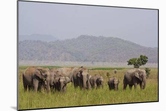 Indian Asian Elephants in the Savannah, Corbett National Park, India-Jagdeep Rajput-Mounted Photographic Print