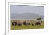 Indian Asian Elephants in the Savannah, Corbett National Park, India-Jagdeep Rajput-Framed Photographic Print