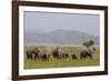 Indian Asian Elephants in the Savannah, Corbett National Park, India-Jagdeep Rajput-Framed Photographic Print