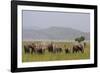 Indian Asian Elephants in the Savannah, Corbett National Park, India-Jagdeep Rajput-Framed Photographic Print