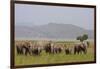 Indian Asian Elephants in the Savannah, Corbett National Park, India-Jagdeep Rajput-Framed Photographic Print