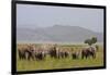 Indian Asian Elephants in the Savannah, Corbett National Park, India-Jagdeep Rajput-Framed Photographic Print