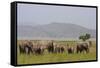 Indian Asian Elephants in the Savannah, Corbett National Park, India-Jagdeep Rajput-Framed Stretched Canvas