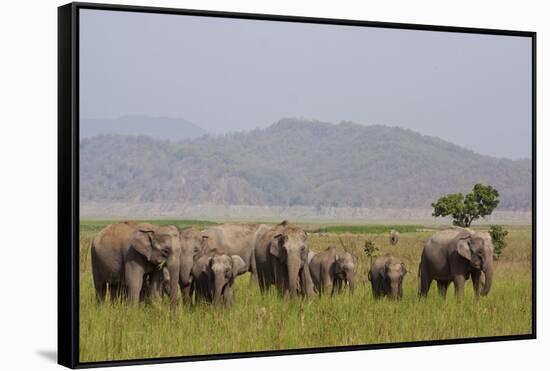 Indian Asian Elephants in the Savannah, Corbett National Park, India-Jagdeep Rajput-Framed Stretched Canvas