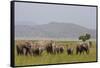 Indian Asian Elephants in the Savannah, Corbett National Park, India-Jagdeep Rajput-Framed Stretched Canvas