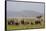 Indian Asian Elephants in the Savannah, Corbett National Park, India-Jagdeep Rajput-Framed Stretched Canvas