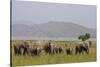 Indian Asian Elephants in the Savannah, Corbett National Park, India-Jagdeep Rajput-Stretched Canvas