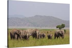 Indian Asian Elephants in the Savannah, Corbett National Park, India-Jagdeep Rajput-Stretched Canvas