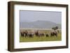 Indian Asian Elephants in the Savannah, Corbett National Park, India-Jagdeep Rajput-Framed Premium Photographic Print