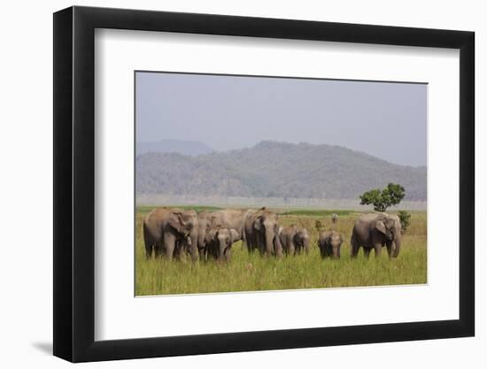 Indian Asian Elephants in the Savannah, Corbett National Park, India-Jagdeep Rajput-Framed Premium Photographic Print