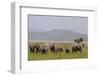 Indian Asian Elephants in the Savannah, Corbett National Park, India-Jagdeep Rajput-Framed Premium Photographic Print