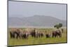 Indian Asian Elephants in the Savannah, Corbett National Park, India-Jagdeep Rajput-Mounted Premium Photographic Print