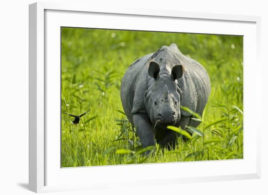 Indian - Asian One-Horned Rhinoceros (Rhinoceros Unicornis) Approaching-Sandesh Kadur-Framed Photographic Print